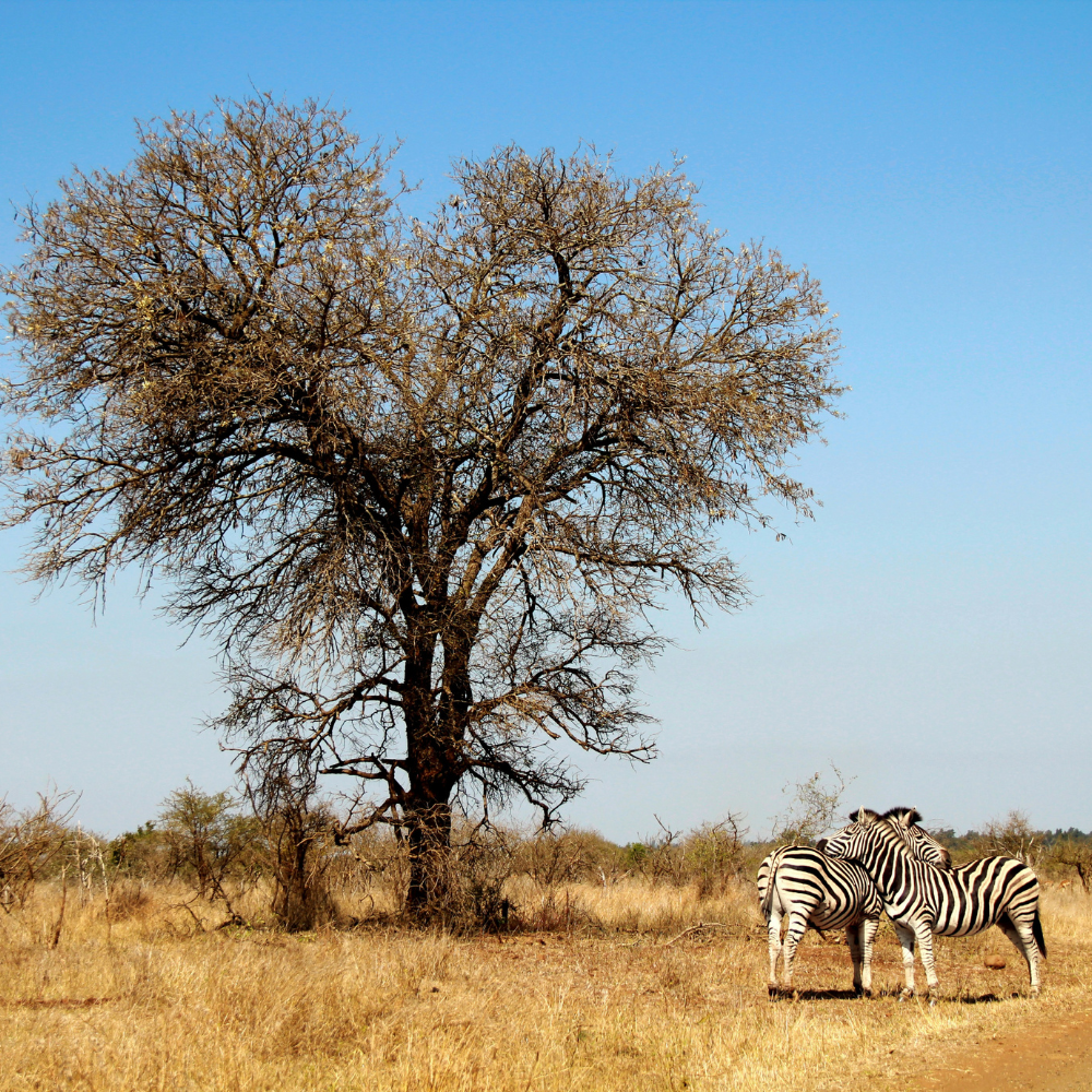 14 Days - Whole of South Africa -TSI-31