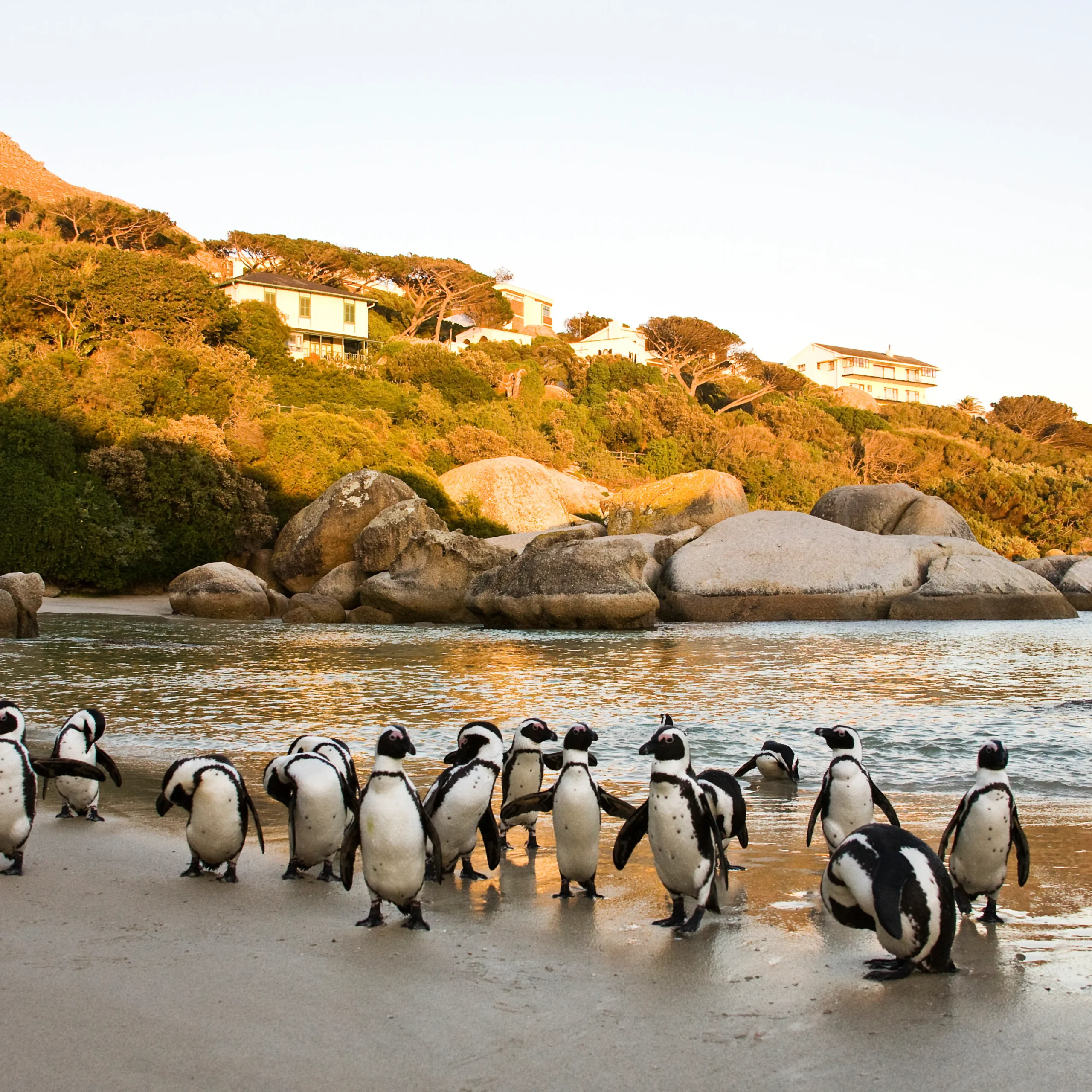 12 Days – South Africa with Maharaj-TSI-75