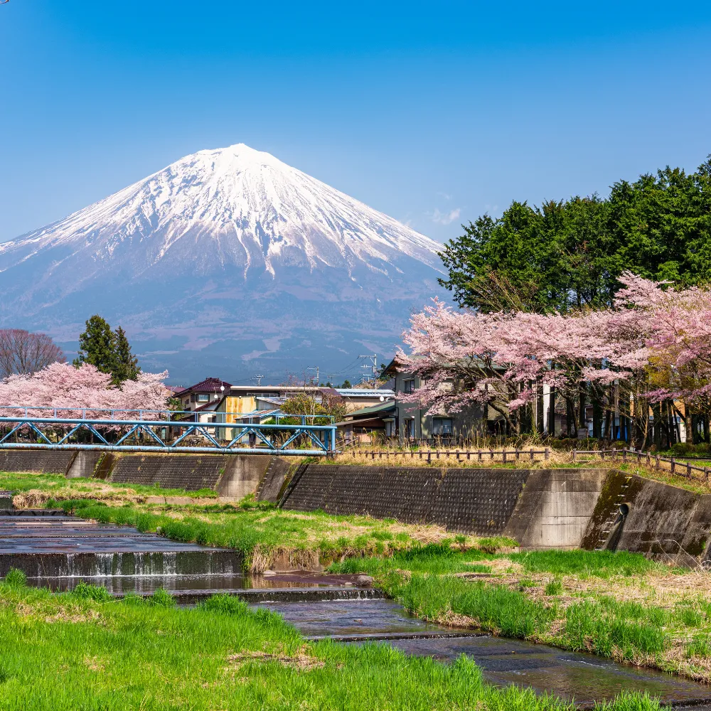 9 Days- Cherry Blossom Japan-TSI-6